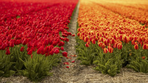 Tulipes, Pays-Bas