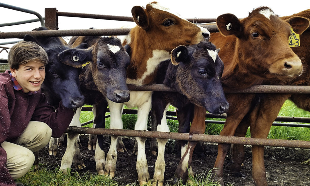 Ferme, vaches, alexandre, nouvelle vie