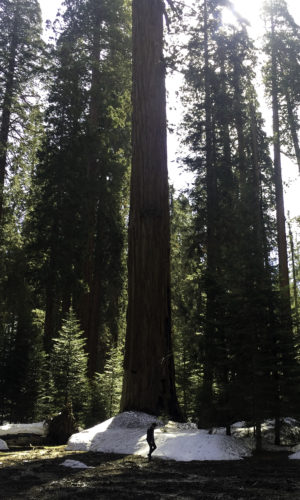 Foret de séquoias, usa, participant en marche